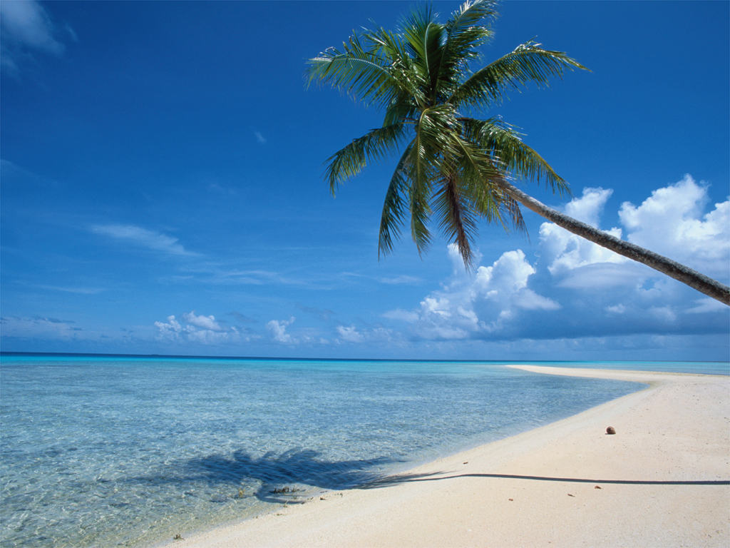 beach-with-palm_tree
