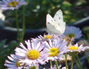 white_butterfly