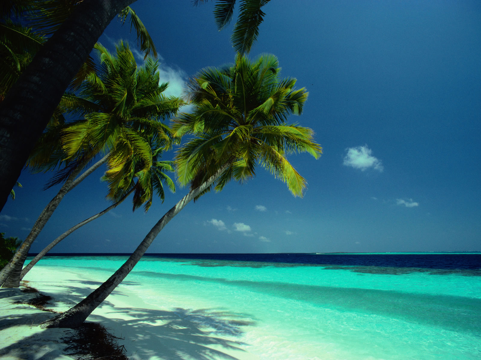 beach-ocean-paradise